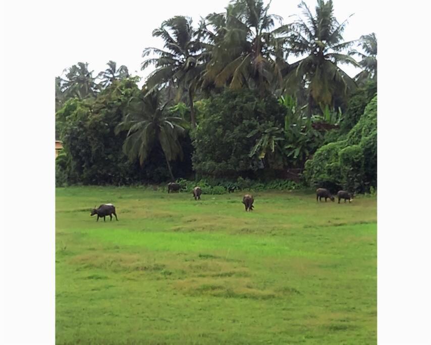 Cockerel Homestay - Traditional Beach Village - Goa Canacona Esterno foto